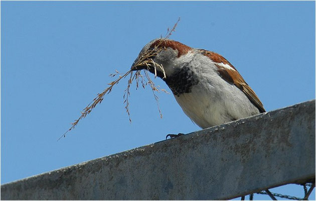 HAUSSPERLING, HOUSE SPARROW, PASSER DOMESTICUS