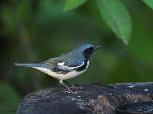 BLAURÜCKENWALDSÄNGER, BLACK-THROATED BLUE WARBLER, SETOPHAGA CAERULECENS