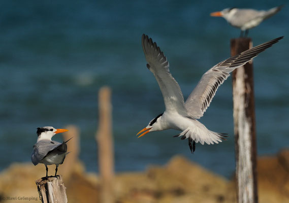 KÖNIGSSEESCHWALBE, ROYAL TERN, STERNA MAXIMA