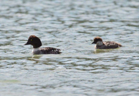 SCHELLENTE, COMMON GOLDENEYE, BUCEPHALA CLANGULA