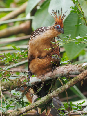 Hoatzin, Hoatzin - Opisthocomus hoazin