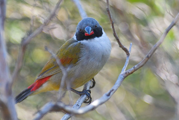 GRÜNASTRILD, SWEE WAXBILL, COCCOPYGIA MELANOTIS