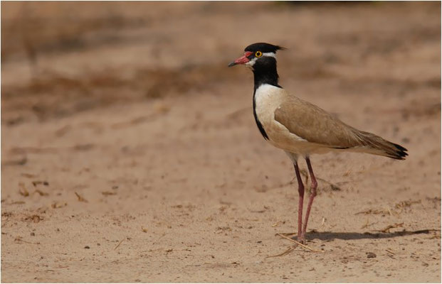 SCHWARZSCHOPFKIEBITZ, BLACK-HEADED PLOVER, VANELLUS TECTUS