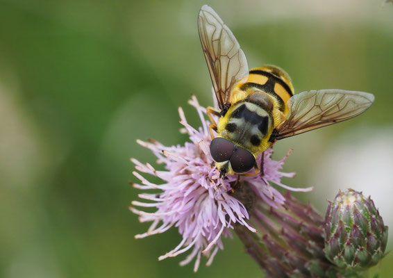 TOTENKOPFSCHWEBFLIEGE, MYATHROPA FLOREA