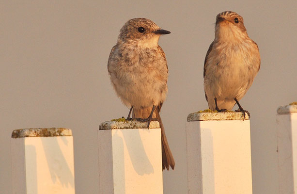 GRAUSCHNÄPPER, SPOTTED FLYCATCHER, MUSCICAPA STRIATA