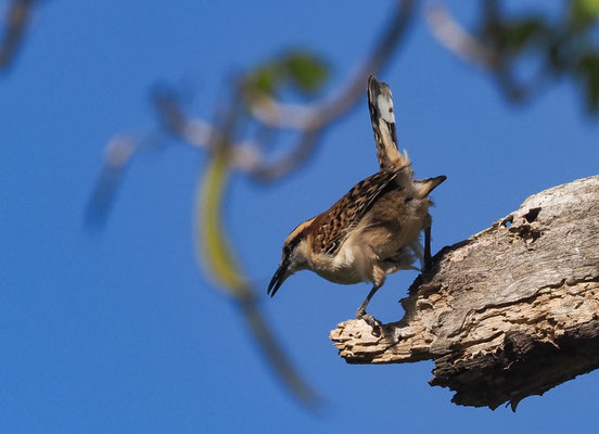 ROTNACKENZAUNKÖNIG, RUFOUS-NAPED WREN, CAMPYLORHYNCHUS RUFINUCHA
