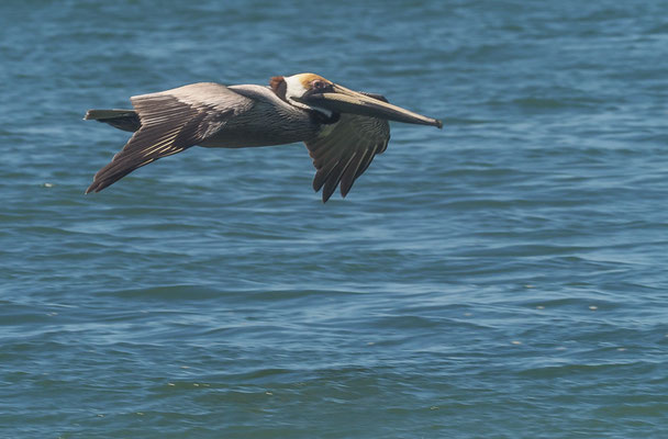 BRAUNER PELIKAN, BROWN PELICAN, PELECANUS OCCIDENTALIS