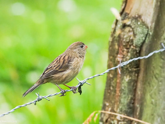 SCHLICHTSAMENFRESSER, PLAIN-COLORED SEEDEATER - CATAMENIA INORNATA