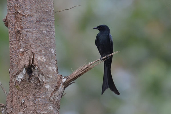 KÖNIGSDRONGO, BLACK DRONGO, DICRURUS MACROCERCUS