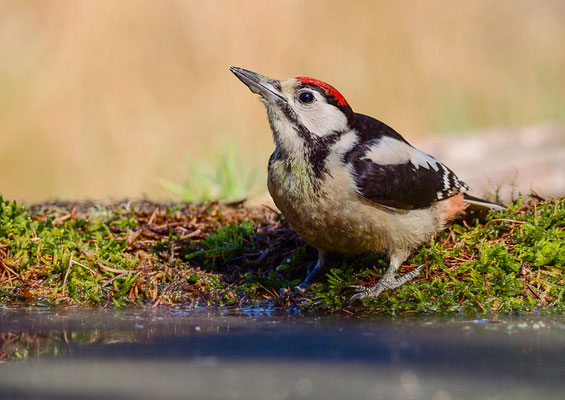 BUNTSPECHT, GREAT SPOTTED WOODPECKER, DENDROCOPOS MAJOR