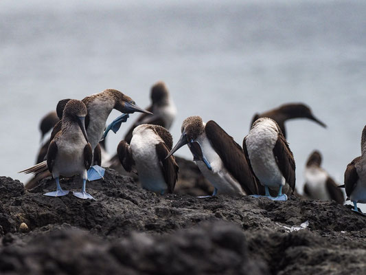 BLAUFUSSTÖLPEL, BLUE-FOOTED BOOBY - SULA NEBOUXII