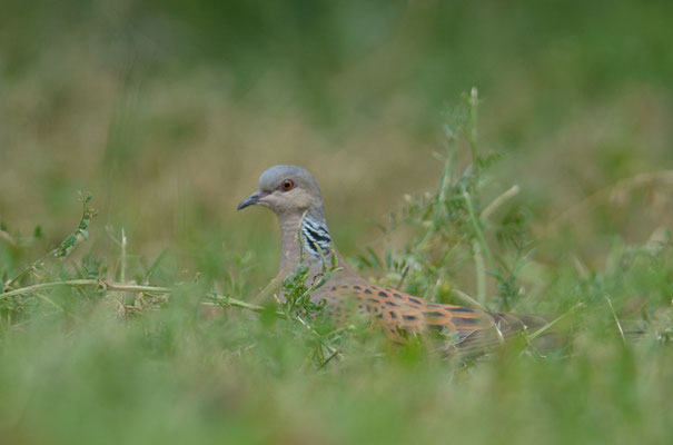 TURTELTAUBE, TURTLE DOVE, STREPTOPELIA TURTUR