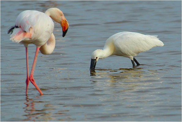 LÖFFLER, SPOONBILL, PLATALEA LEUCORODIA