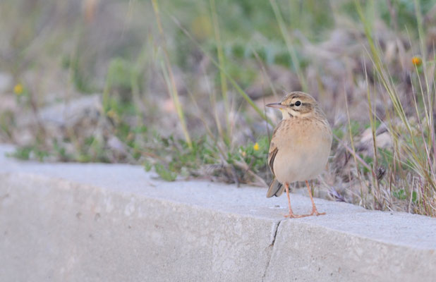 BRACHPIEPER, TAWNY PIPIT, ANTHUS CAMPESTRIS