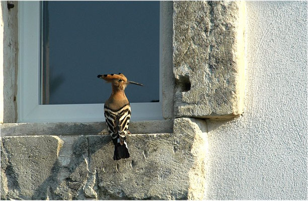 WIEDEHOPF, HOOPOE, UPUPA EPOPS