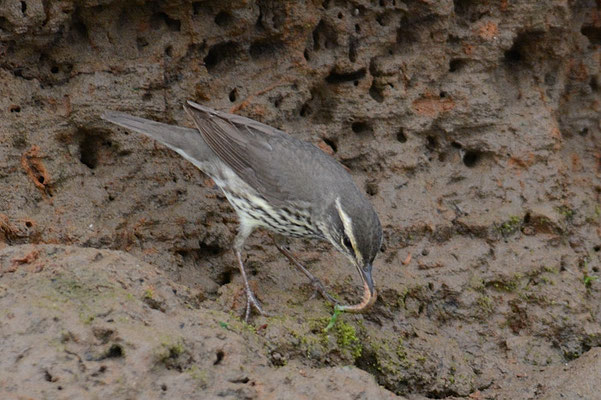UFERWALDSÄNGER, NORTHERN WATERTRUSH, SEIURUS NOVEBORACENSIS