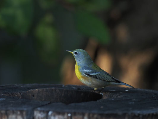 MEISENWALDSÄNGER, NORTHER PARULA, PARULA AMENCANA