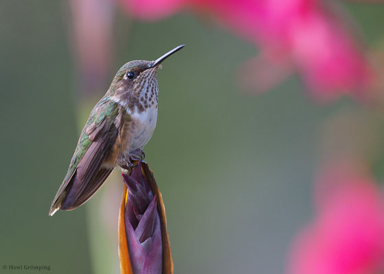 VULKANELFE, VULCANO HUMMINGBIRD, SELASPHORUS FLAMMULA