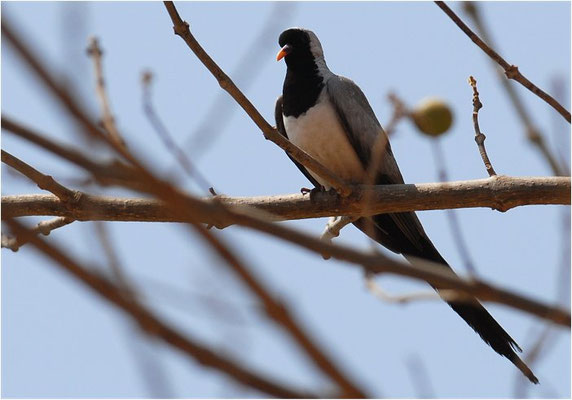 KAPTÄUBCHEN, NAMAQUA DOVE, OENA CAPENSIS