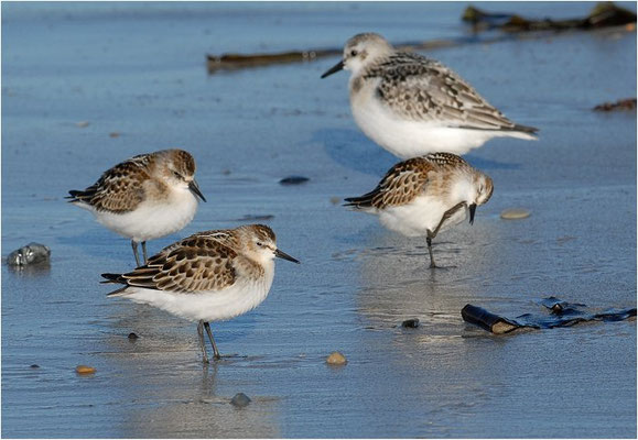 ZWERGSTRANDLÄUFER, LITTLE STINT, CALIDRIS MINUTA