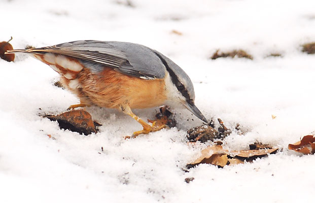 KLEIBER, NUTHATCH, SITTA EUROPAEA