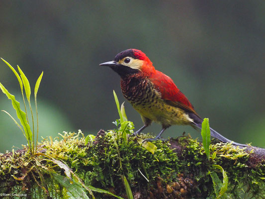 ROTMANTELSPECHT, CRIMSON-MANTLED WOODPECKER - COLAPTES RIVOLII