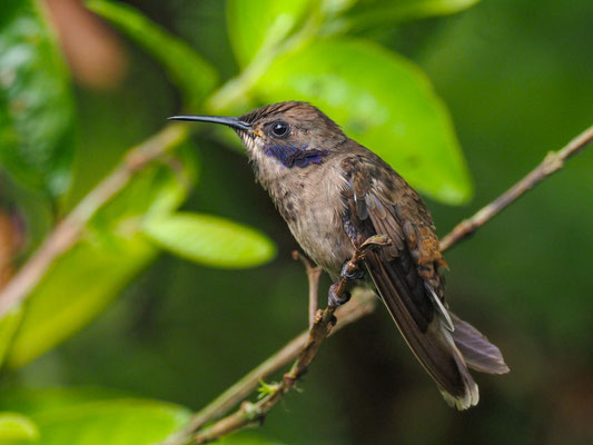 BRAUNER VEILCHENOHRKOLIBRI, BROWN VIOLETEAR - COLIBRI DELPHINAE