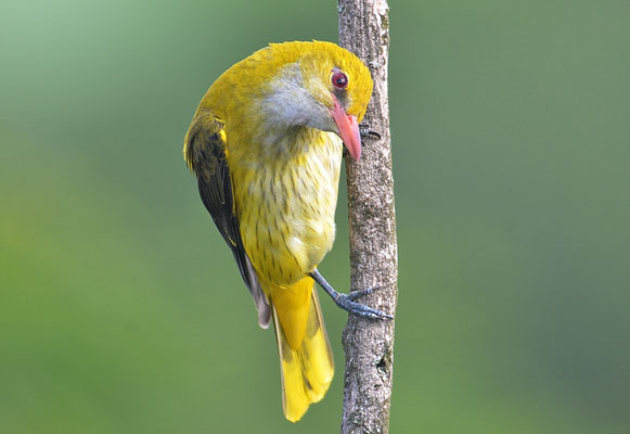 PIROL, GOLDEN ORIOLE, ORIOLUS ORIOLUS