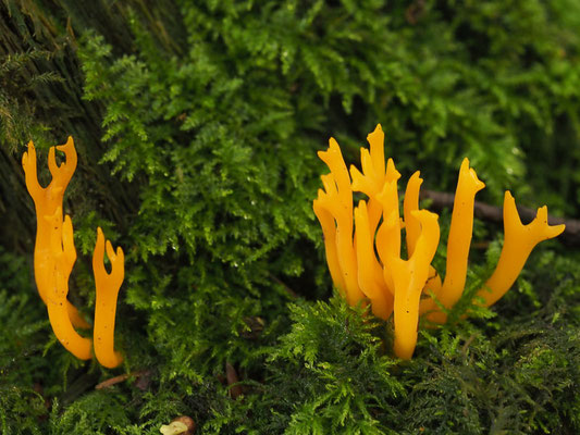 Klebriger Hörnling - Calocera viscosa