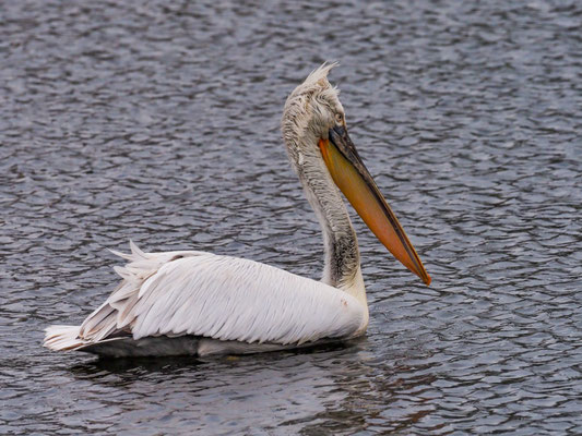 Krauskopfpelikan, Dalmatian Pelican - Pelecanus crispus