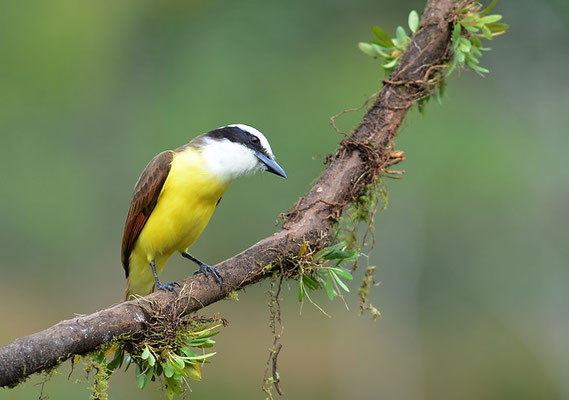 SCHWEFELTYRANN, GREAT KISKADEE, PITANGUS SULPHURATUS