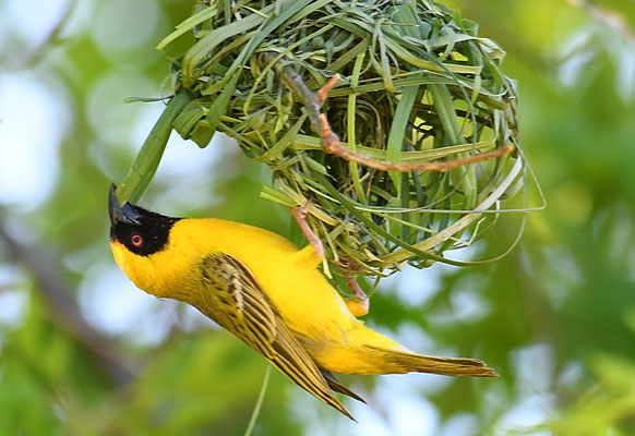 MASKENWEBER, SOUTHERN MASKED WEAVER, PLOCEUS VELATUS