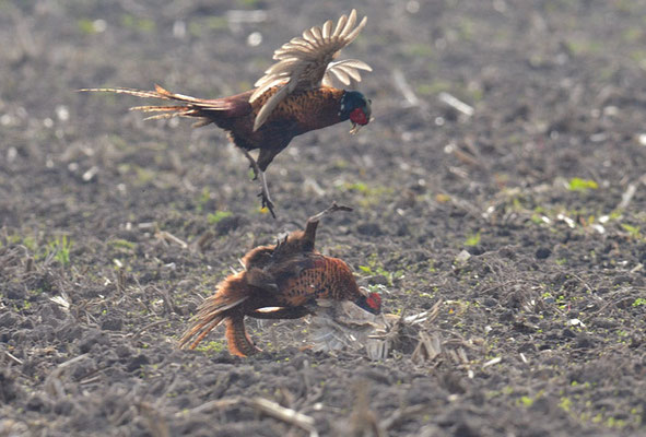 FASAN, COMMON PHEASANT, PHASIANUS COLCHICUS