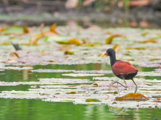 Rotstirn-Blatthühnchen, Wattled Jacana - Jacana jacana