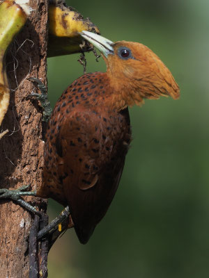 KASTANIENSPECHT, CHESTNUT-COLORED WOODPECKER, CELEUS CASTANEUS