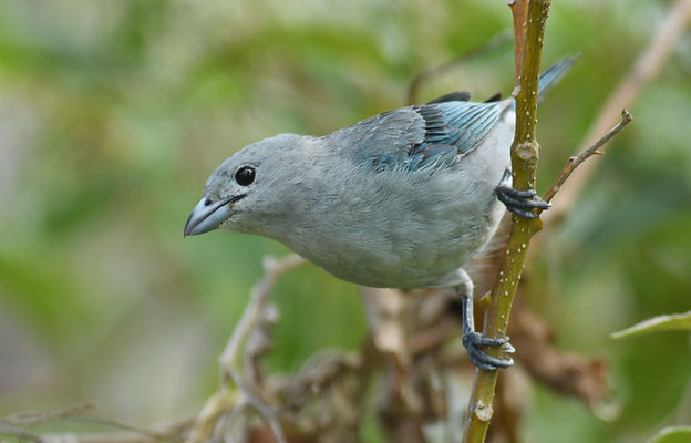 SAYACATANGARE, SAYACA TANAGER, THRAUPIS SAYACA