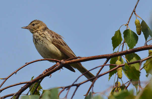 BAUMPIEPER, TREE PIPIT, ANTHUS TRIVIALIS