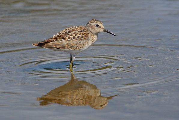 WIESENSTRANDLÄUFER, LEAST SANDPIPER, CALIDRIS MINUTILLA