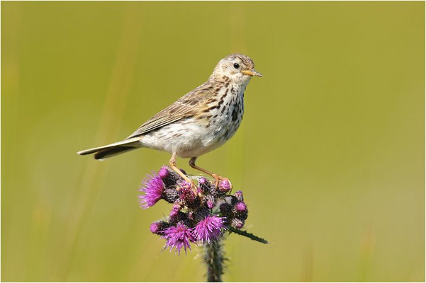 WIESENPIEPER, MEADOW PIPIT, ANTHUS PRATENSIS