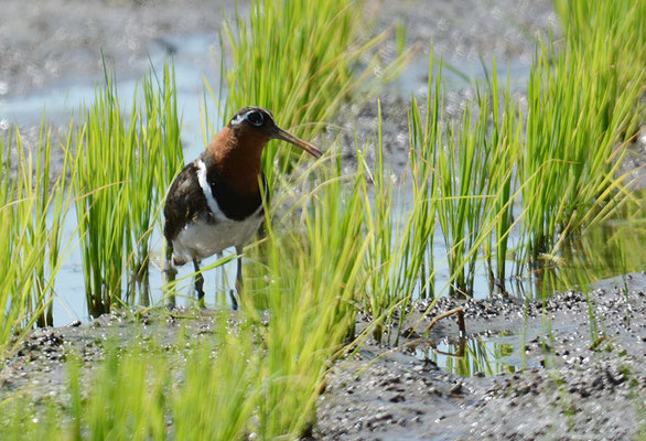 GOLDSCHNEPFE, GREATER PAINTED-SNIPE, ROSTRATULA BENGHALENSIS