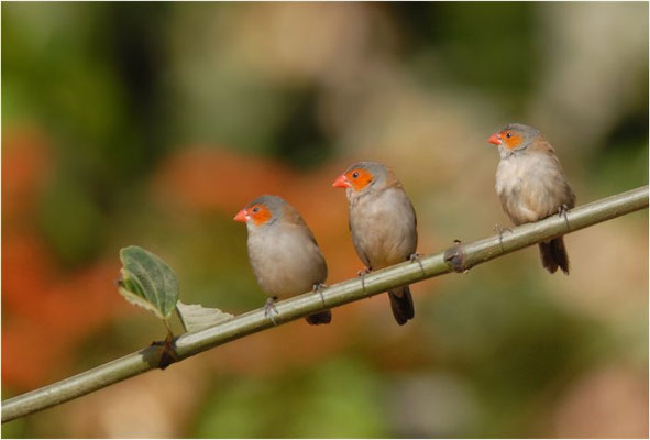 ORANGEBÄCKCHEN, ORANGE-CHEEKED WAXBILL, ESTRILDA MELPODA