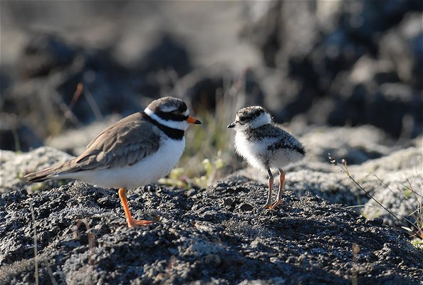 SANDREGENPFEIFER, RINGED PLOVER, CHARADRIUS HIATICULA