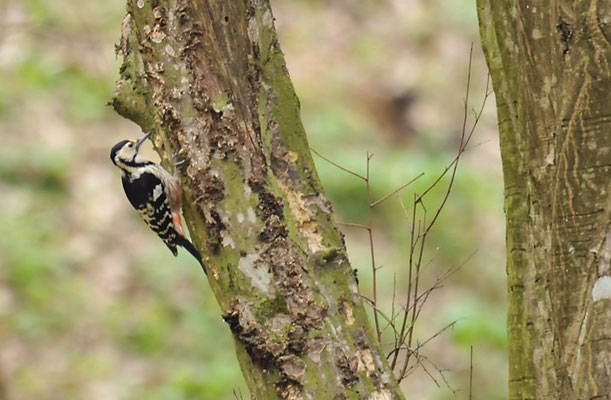 WEISSRÜCKENSPECHT, WHITE-BACKED WOODPECKER, DENDROCOPOS LEUCOTOS