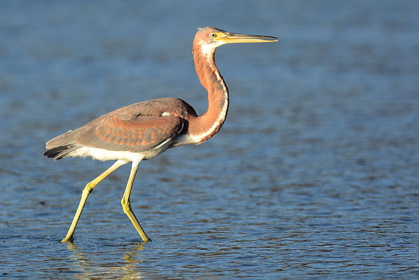 DREIFARBENREIHER, TRICOLORED HERON, EGRETTA TRICOLOR