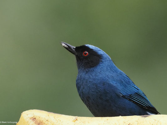 MASKENHAKENSCHNABEL, MASKED FLOWERPIERCER - DIGLOSSA CYANEA
