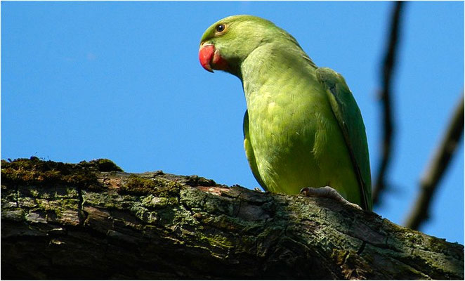 HALSBANDSITTICH, ROSE-RINGED PARAKEET, PSITTACULA KRAMERI