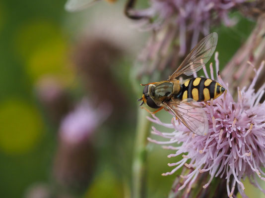 Gemeine Feldschwebfliege, Metasyrphus corollae