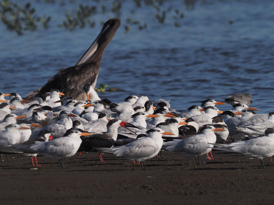 KÖNIGSSEESCHWALBE, ROYAL TERN, THALASSEUS MAXIMUS