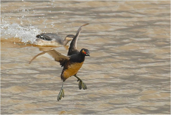 SCHWARZHALSTAUCHER, BLACK-NECKED GREBE, PODICEPS NIGRICOLLIS