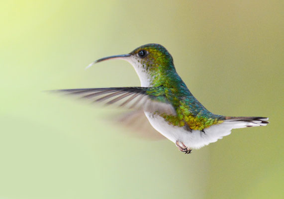 BRONZEKOPF-ELVIRAKOLIBRI, COPPERY-HEADED EMERALD, ELVIRA CUPREICEPS